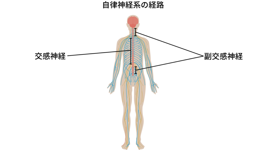 自律神経系の経路