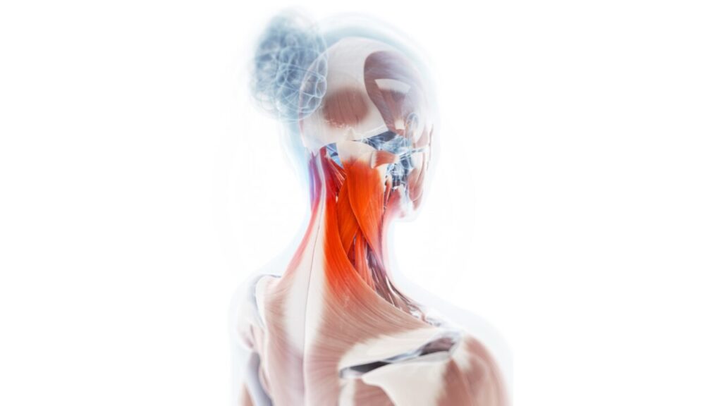 後頭下筋,頭を支える筋肉